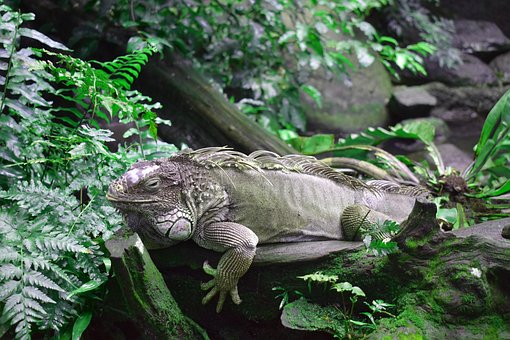 Die Natur, Reptil, Natur, Tiere