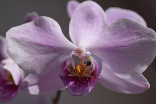 Blomst, Anlegg, Natur, Kronblad