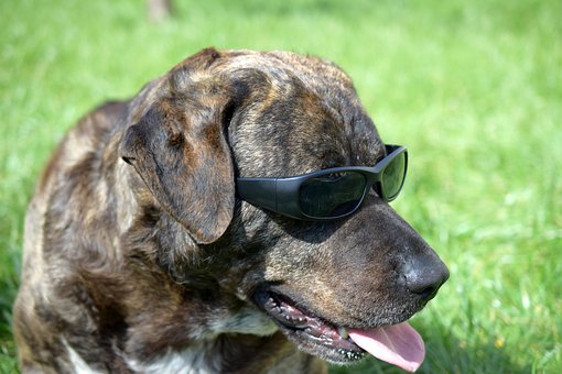 Dyr, Pattedyr, Hund, Gress, Natur