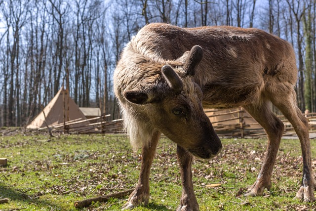 Free Mammal Animal photo and picture