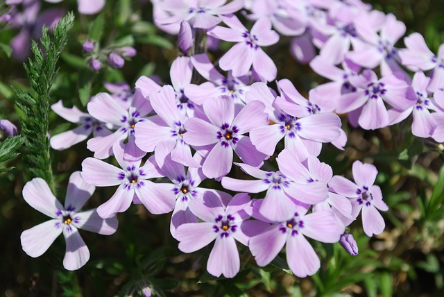 Blume, Pflanze, Natur, Garten
