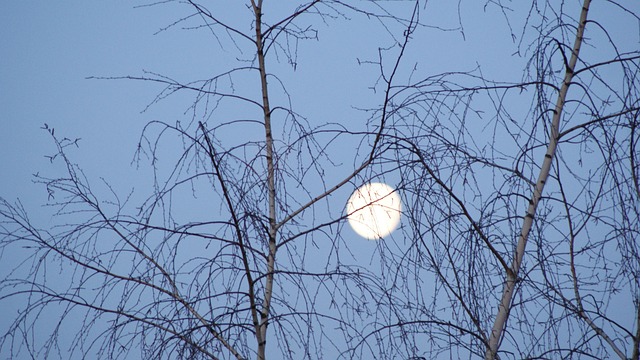 Free Sky Tree photo and picture