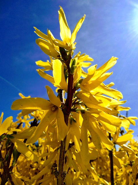 Free Golden Rain Sun photo and picture