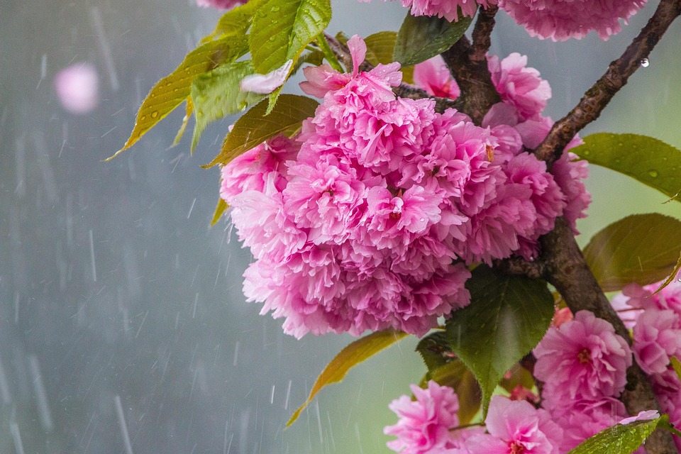 Cherry Blossom In The Rain - Free photo on Pixabay