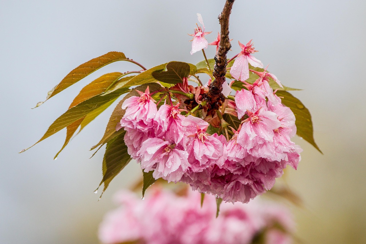Cherry Blossom In The Rain - Free photo on Pixabay - Pixabay