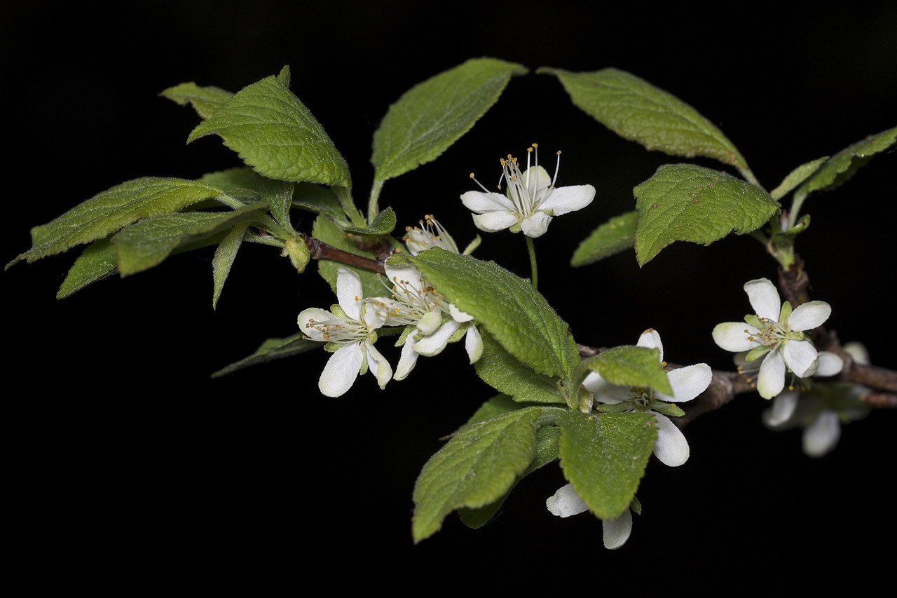 Download free HD stock image of Bloom Tree Free Bloom Tree photo and picture