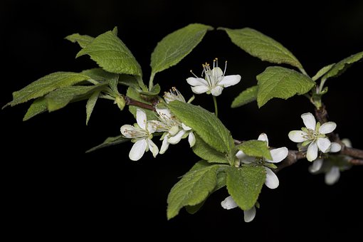 Free Bloom Tree photo and picture