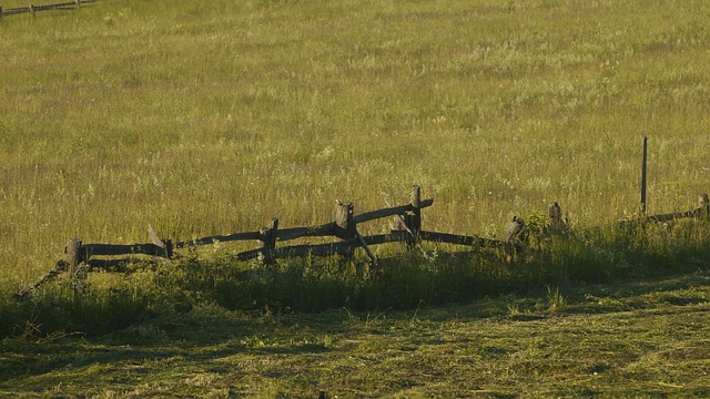 Free Grass Nature photo and picture