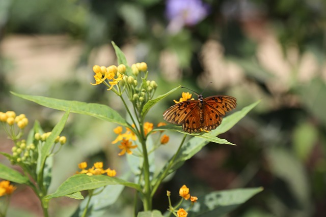 Natur, Blume, Insekt, Blatt, Flora
