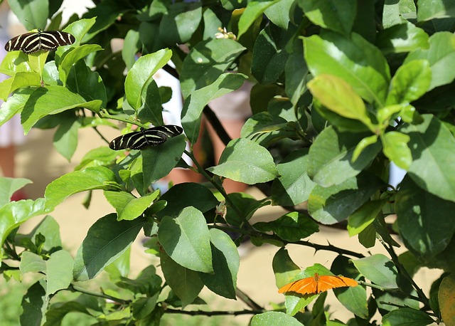 Blatt, Flora, Natur, Wachstum, Garten