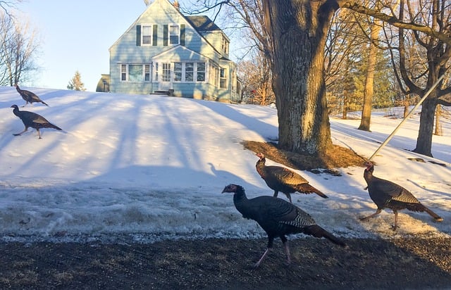Free turkey fowl poultry illustration
