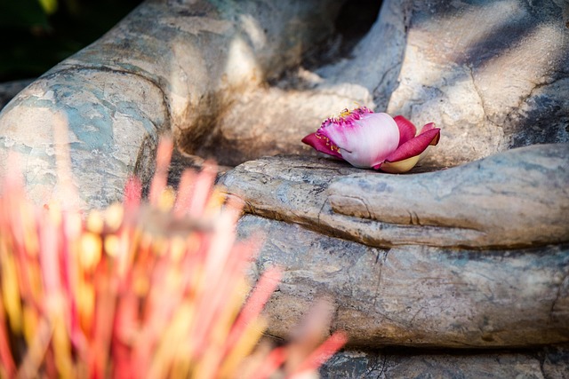 Free Buddha Buddhism photo and picture