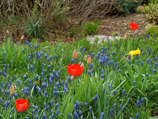 Free Flower Nature photo and picture