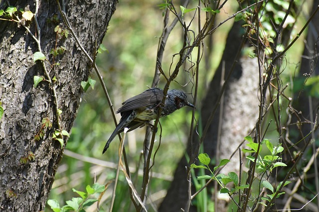 Animal, Floresta, Madeira, Filial