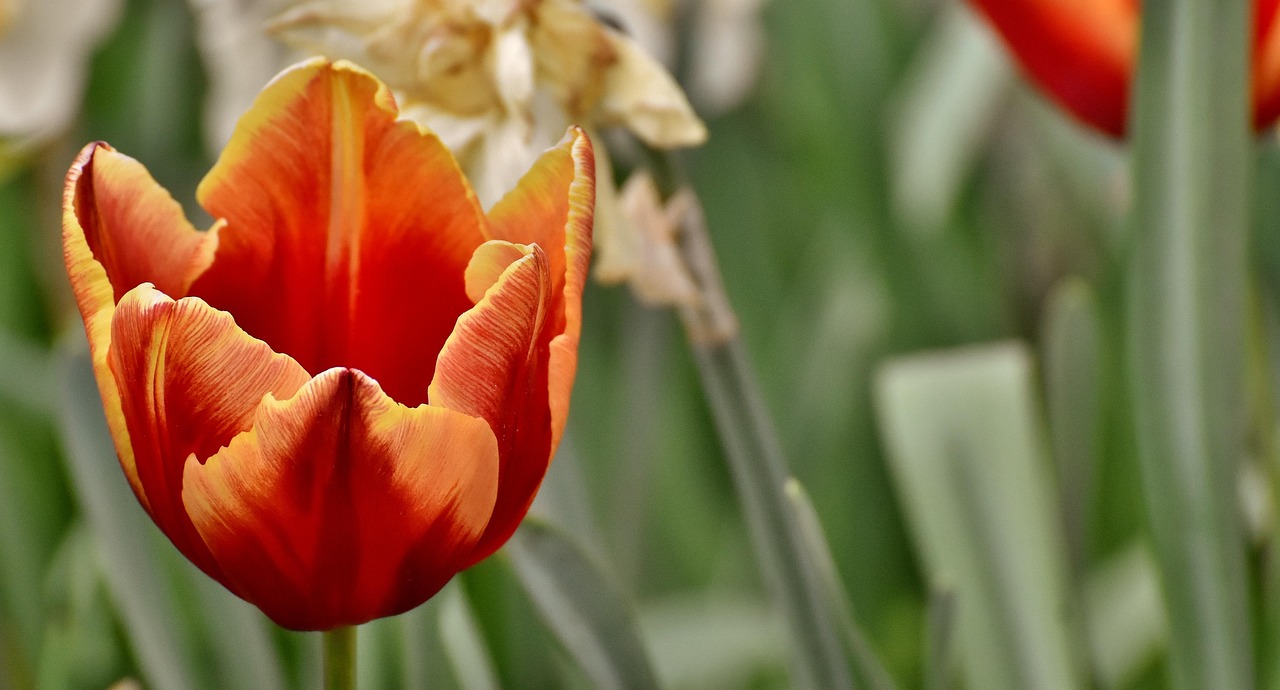 Tulips Flower Multicoloured Free photo on Pixabay Pixabay