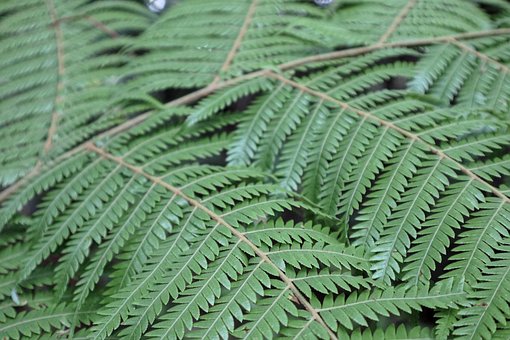 Blad, Natur, Bregne, Flora, Skrivebord