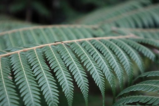 Blad, Flora, Natur, Vækst, Skrivebord