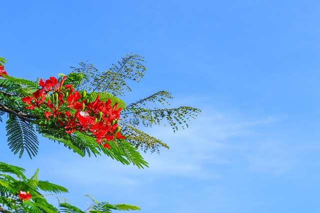 Phoenix Bloem, Poinciana, Rode Bloemen