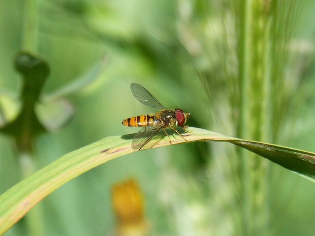 Free Syrphid False Bee photo and picture