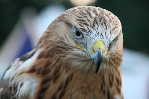 Free Eagle Raptor photo and picture