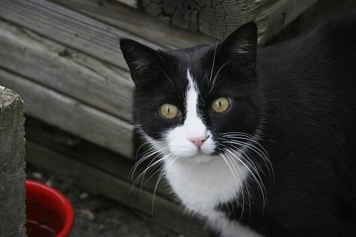 Free Cat Pet photo and picture