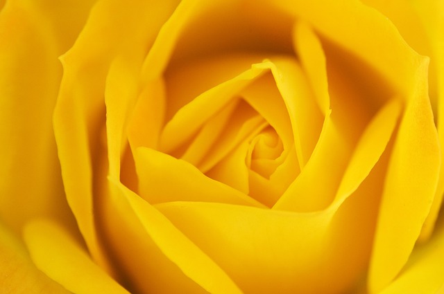 Rose, Orange Rose, Orange, Blume