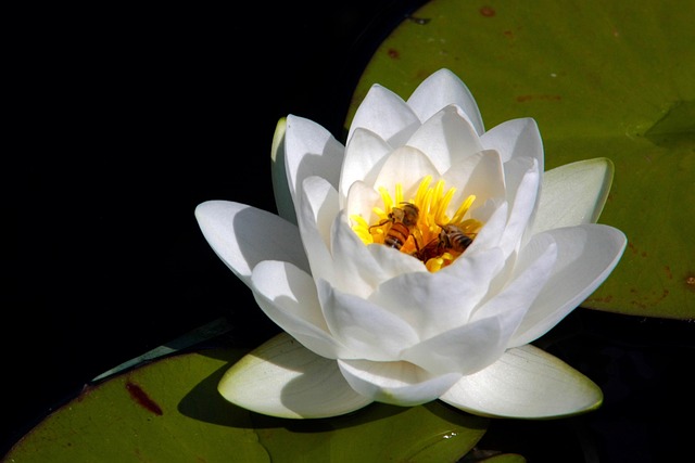 Free Lotus Flower Background photo and picture