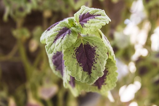 Free Nature Flora photo and picture