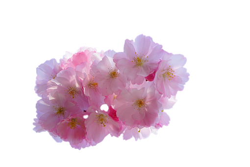Free Cherry Blossom Isolated photo and picture