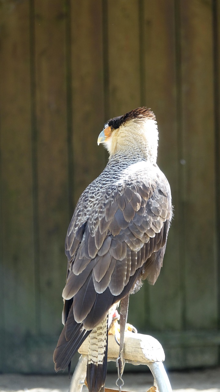 Sabung Raptor Fauna Burung Raptor Alam - Foto gratis di Pixabay - Pixabay
