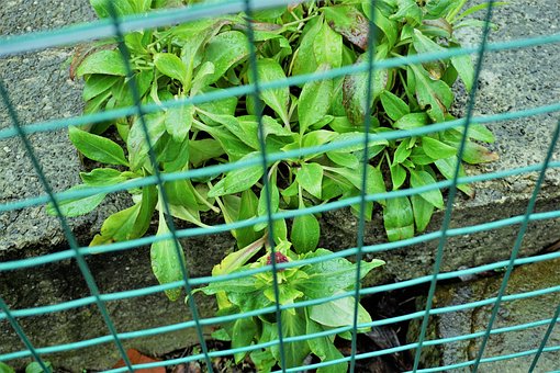Flora, Natur, Blatt, Landwirtschaft