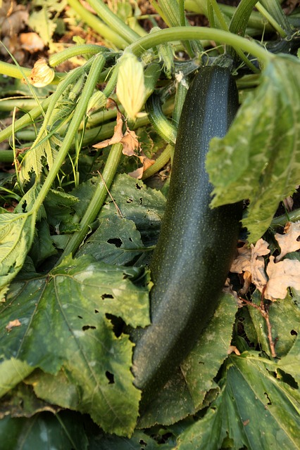 Free Food Leaf photo and picture