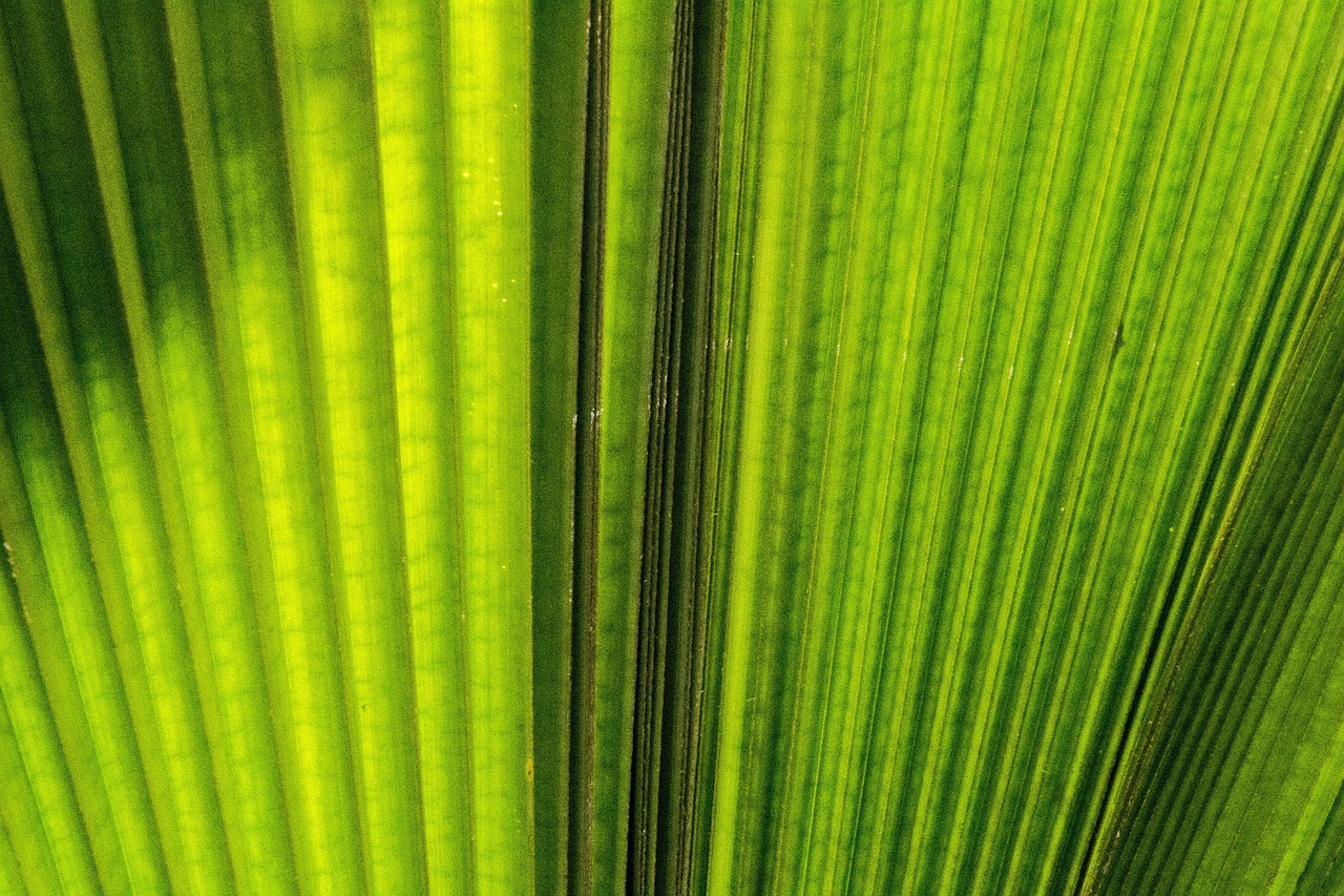 Feuille De Palmier Tropical - Photo gratuite sur Pixabay - Pixabay