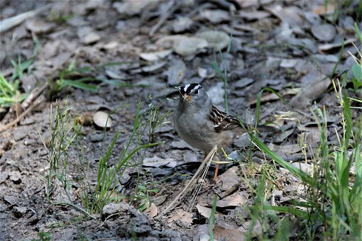 Natuur, Dieren In Het Wild, Buitenshuis