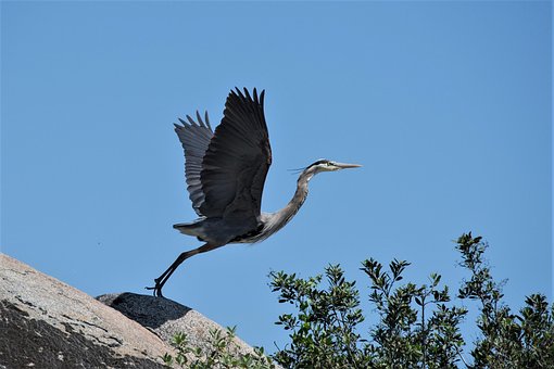 Vogel, Dieren In Het Wild, Natuur, Dier