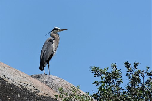 Natuur, Vogel, Dieren In Het Wild, Lucht