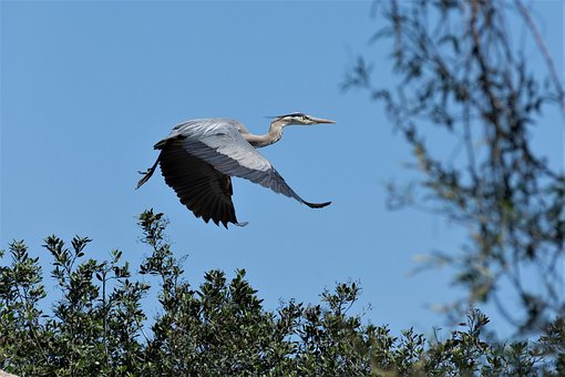 Vogel, Dieren In Het Wild, Natuur, Dier