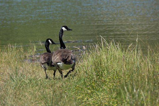 Natuur, Vogel, Dieren In Het Wild, Water