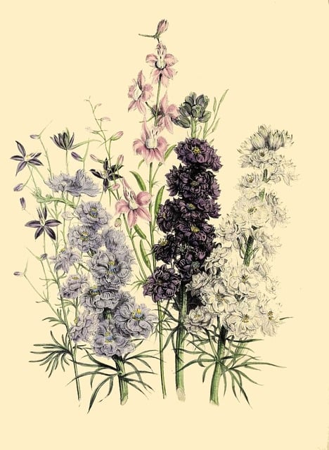 Free botanical print antique floral illustration