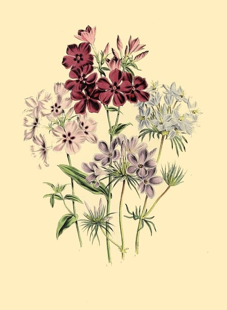 Free botanical print antique nature illustration