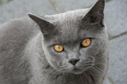 Free British Shorthair Cat photo and picture
