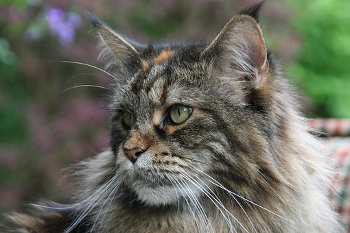 Free Maine Coon Cat photo and picture