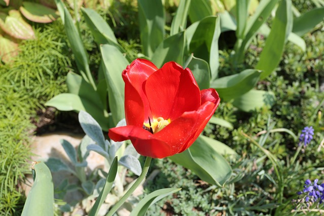 Floare, Plantă, Natură, Curte, Vară
