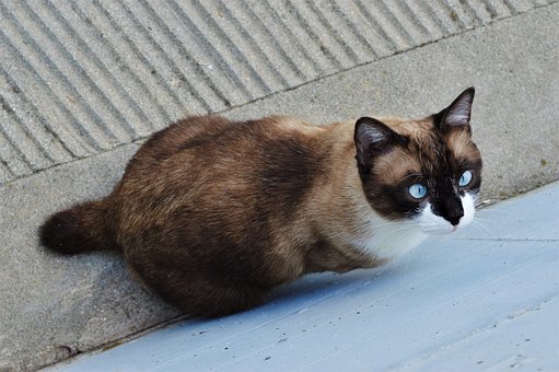 Cat, Adorable, Animal, Linda, Animalia