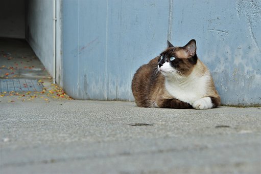 Cat, Adorable, Animal, Linda, Animalia
