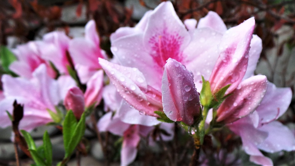 Nature Flower Azaleas - Free photo on Pixabay - Pixabay