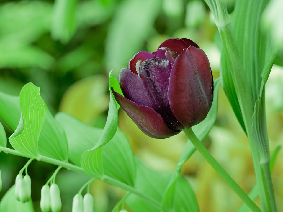  Blume Tulpe Frühling · Kostenloses Foto auf Pixabay 