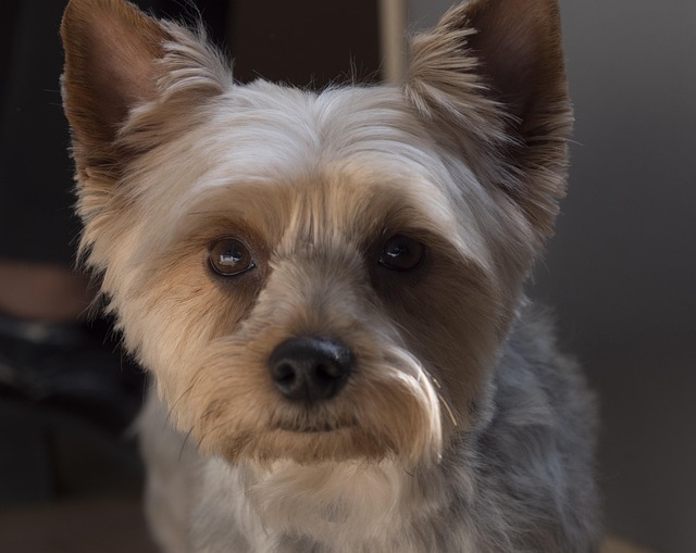 Free Dog Canine photo and picture