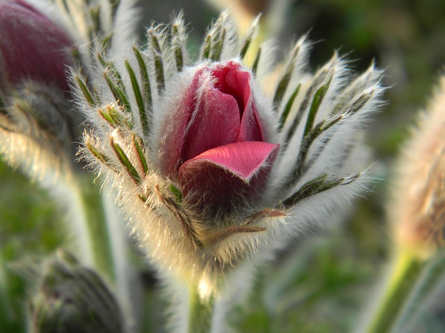 Free Nature Flower photo and picture