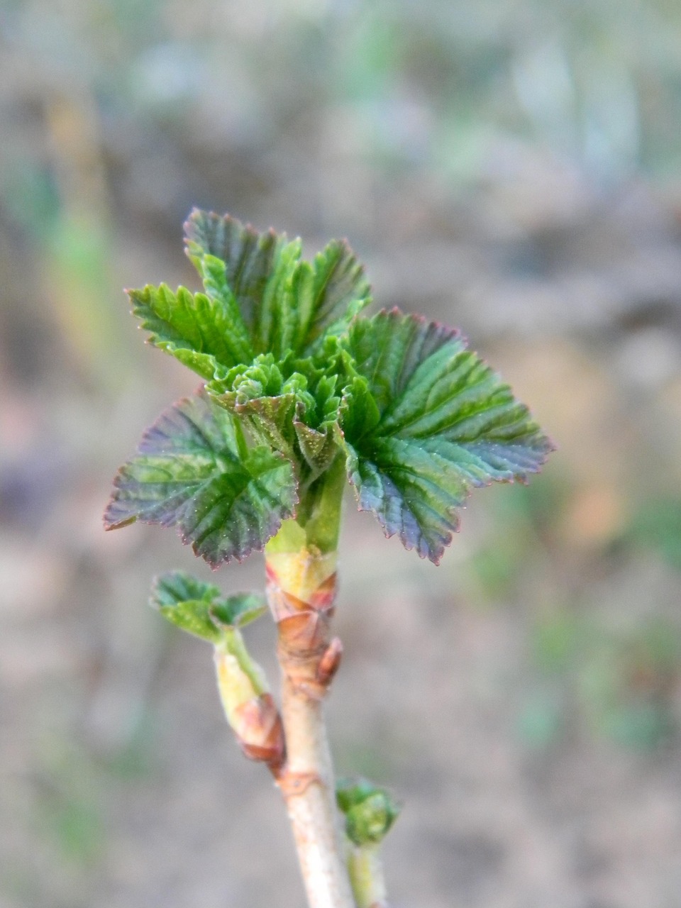 Perched Spring Spring Currant Pulse - Free photo on Pixabay - Pixabay